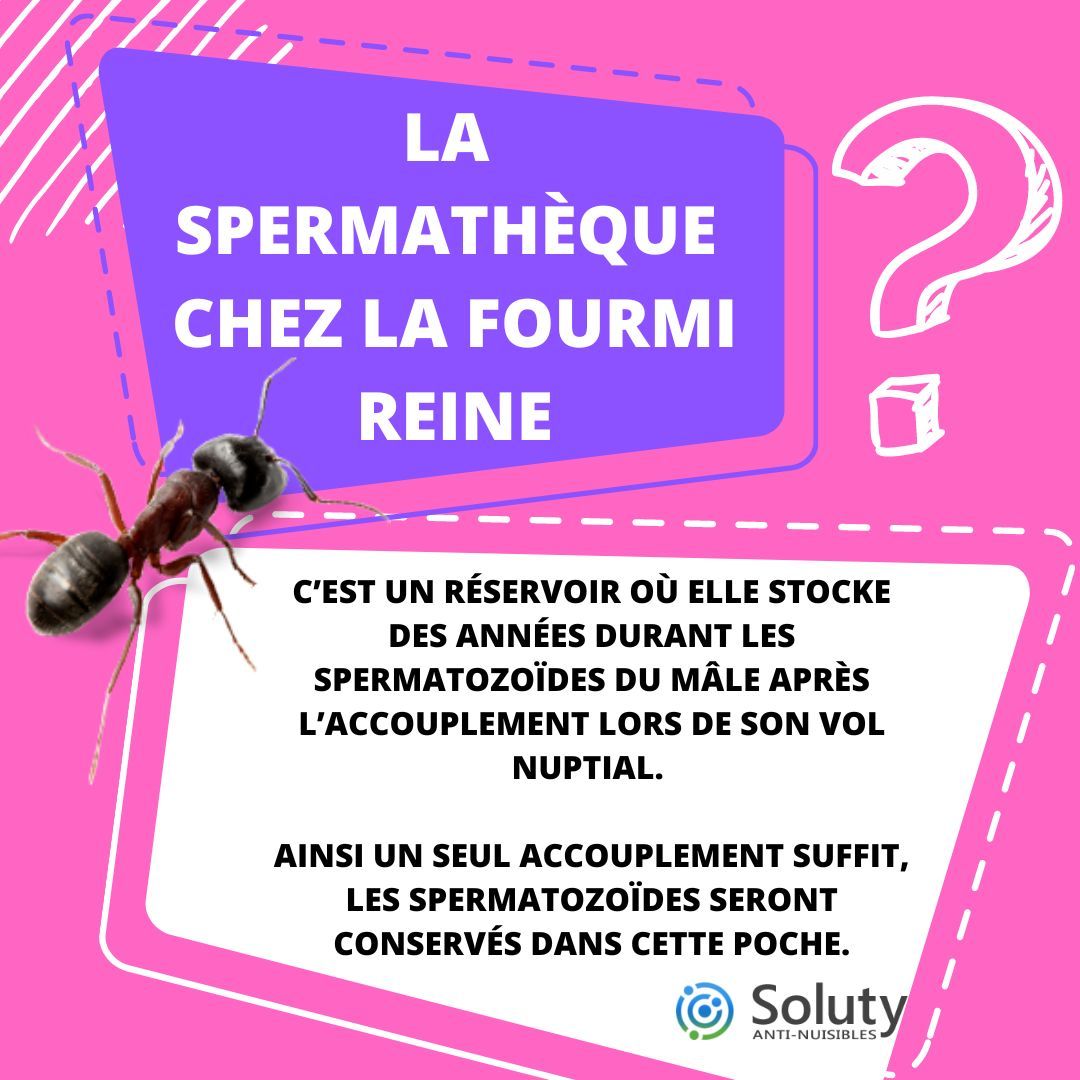 LA SPERMATHEQUE CHEZ LA FOURMI REINE