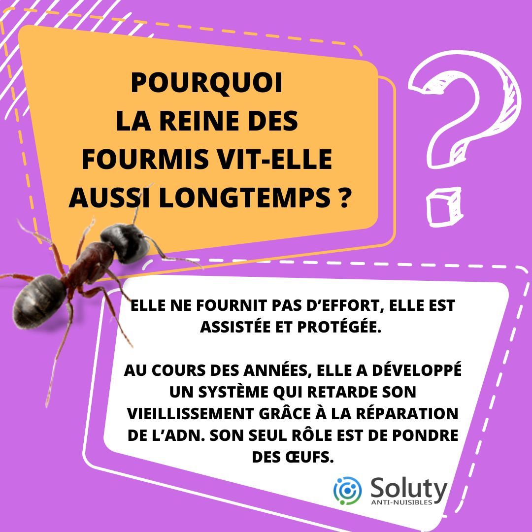 Pourquoi la Reine des fourmis vit-elle aussi longtemps ?