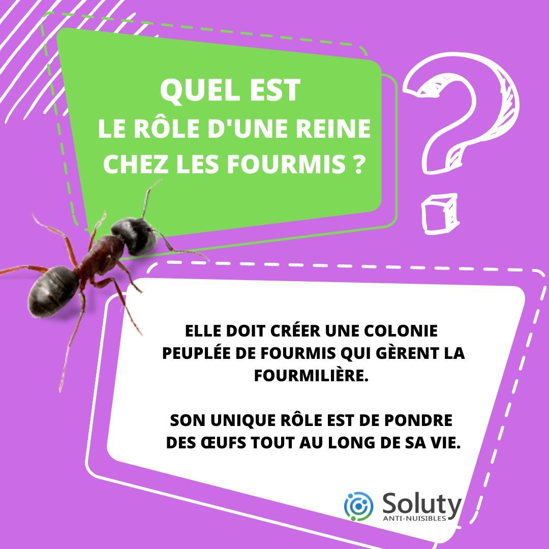 Quel est le rôle d'une Reine chez les fourmis ? 