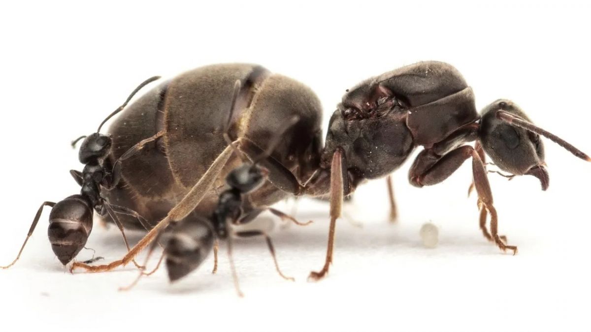 une reine et des ouvrières chez les fourmis