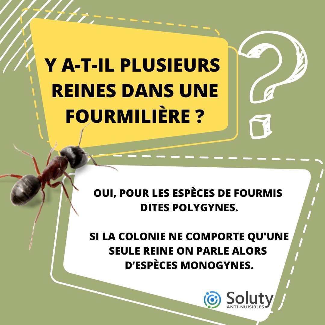 Y a-t-il plusieurs Reines dans une fourmilière ? 