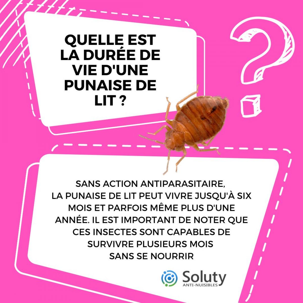 La punaise de lit peut rester plusieurs mois sans se nourrir SOLUTY La punaise de lit peut rester plusieurs mois sans se nourrir SOLUTY