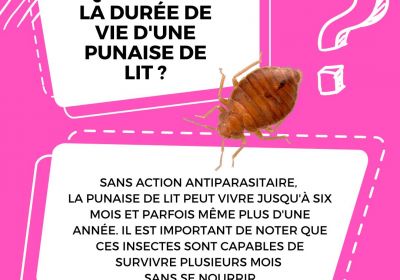 Quelle est la duree de vie dune punaise de lit