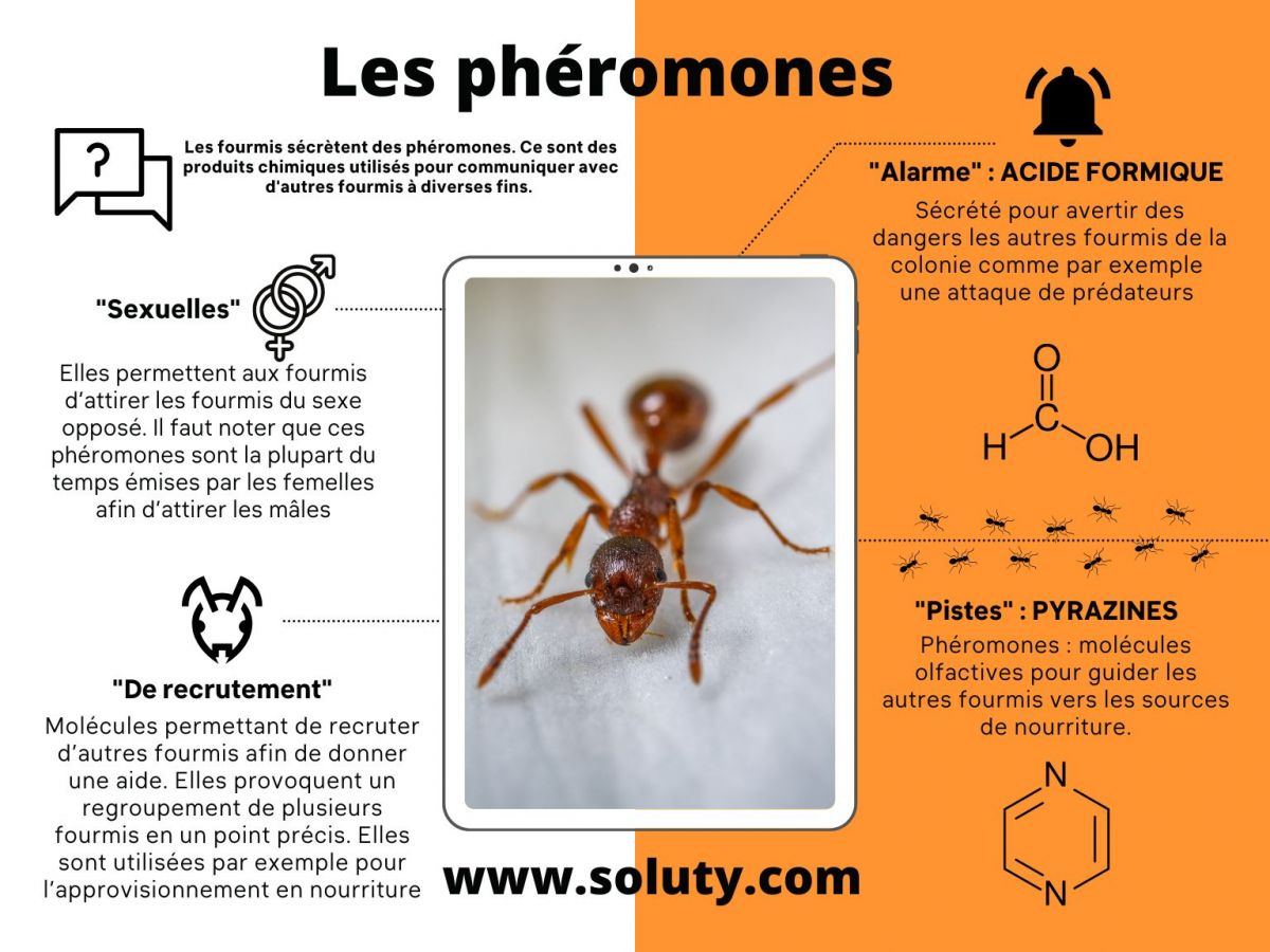 infographie sur les phéromones des fourmis