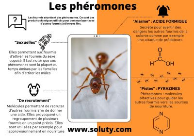 Les pheromones chez les fourmis 1