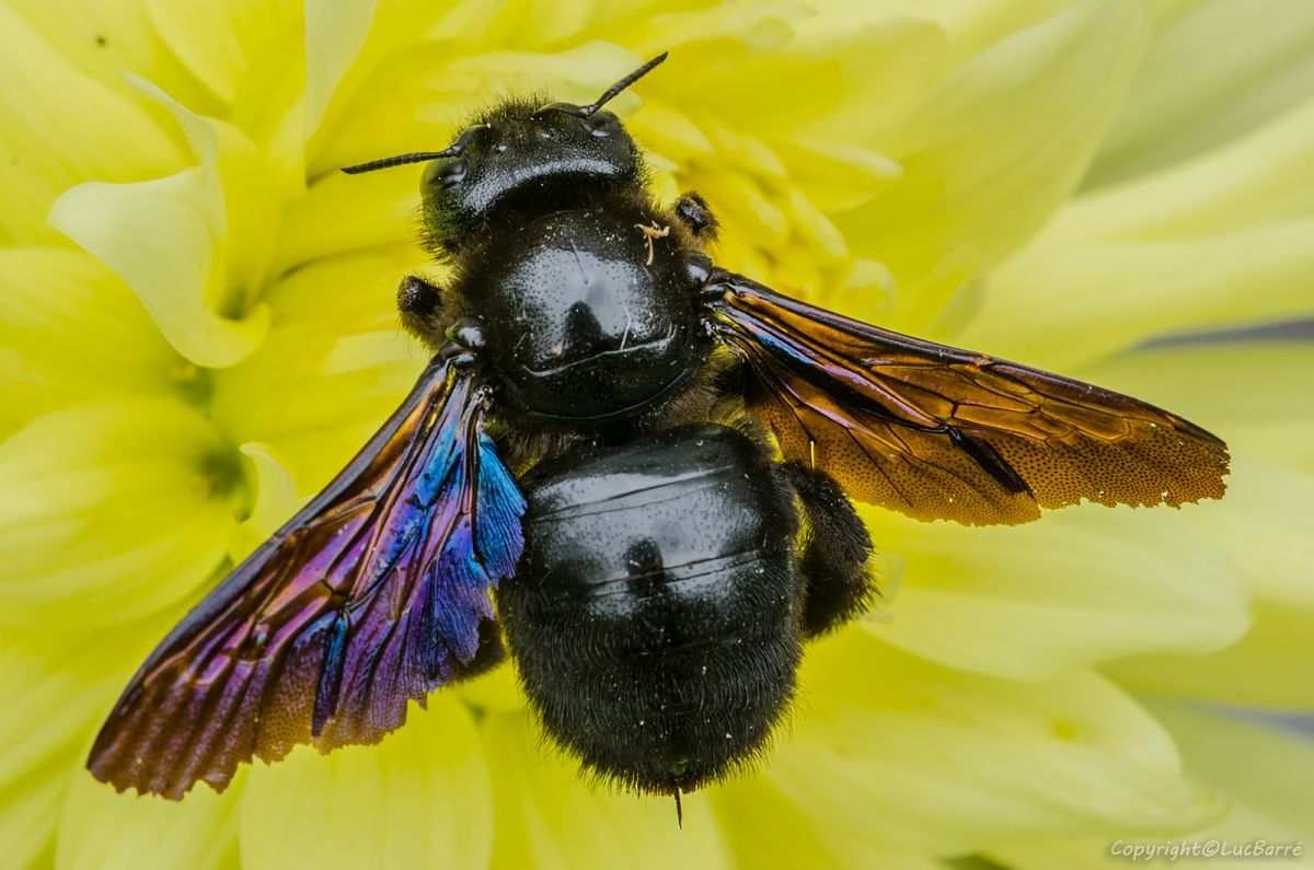 L'abeille charpentière (xylocope violet)