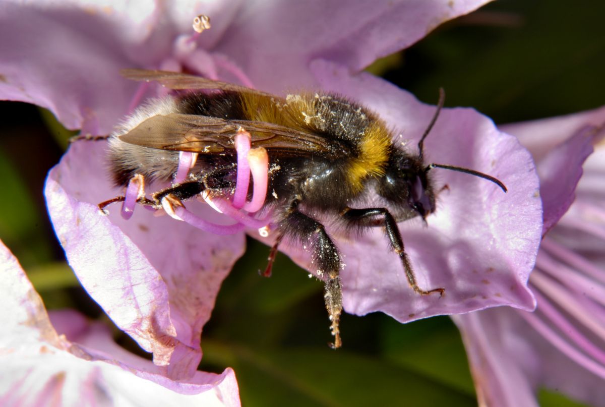 Le faux bourdon ou abeillaud