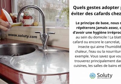 Quels gestes adopter pour eviter des cafards chez soi 2