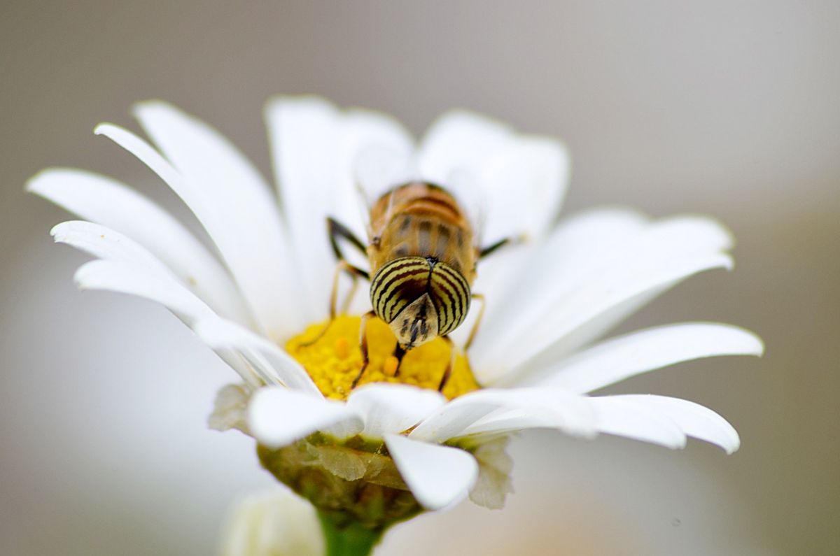 insecte sur une fleur