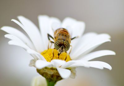 Insecte pollen