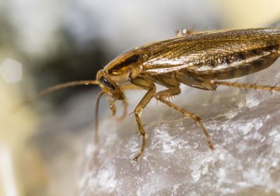 Blatte germanique
