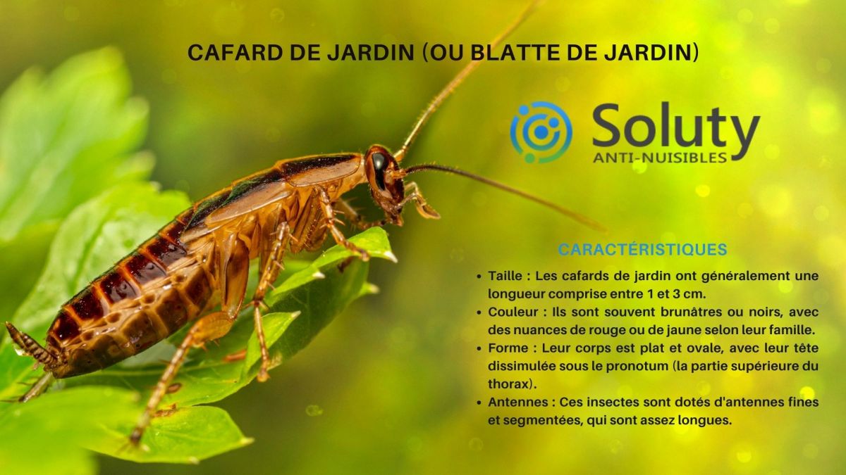 Comment se débarrasser définitivement des cafards de jardin ?