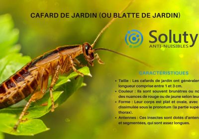 Cafard de jardin ou blatte de jardin