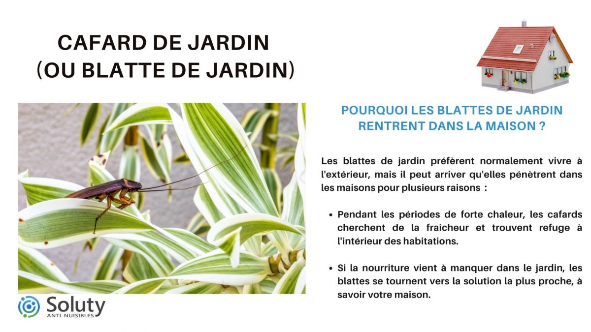 Cafard de jardin (ou blatte de jardin) Pourquoi les blattes de jardin rentrent dans la maison