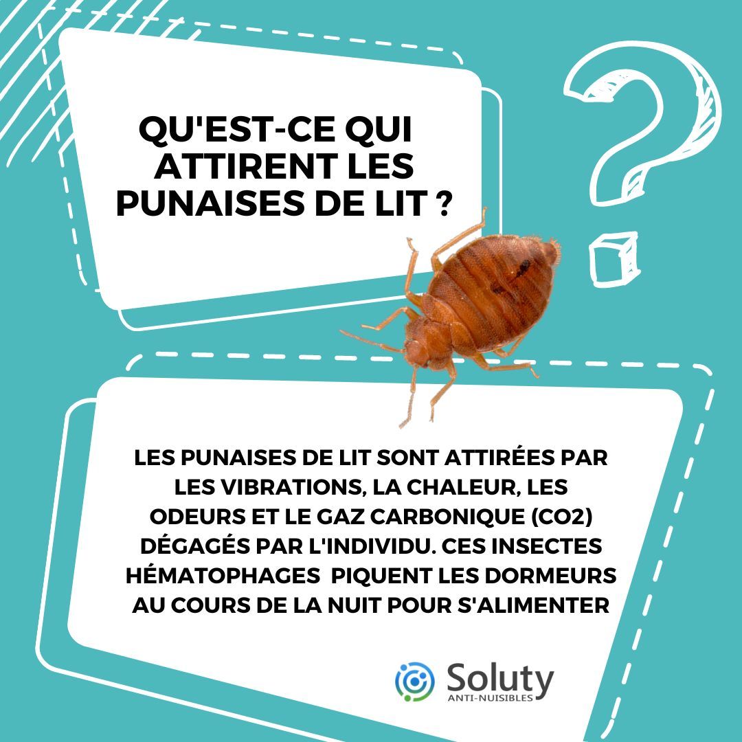 qu'est-ce qui attirent les punaises de lit ?