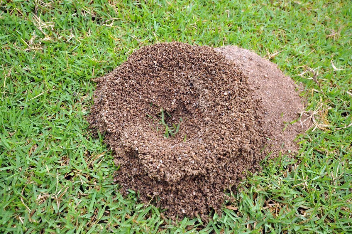 pelouse et nid de fourmis