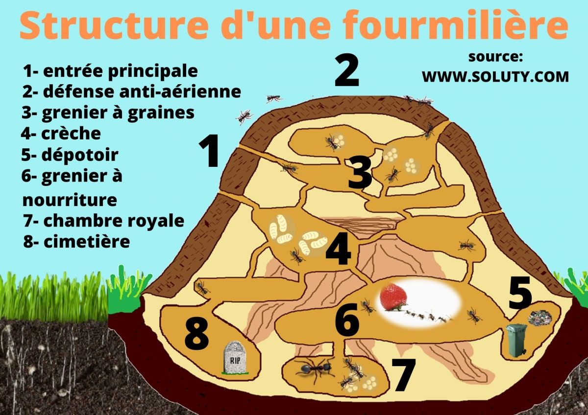 plan de coupe d'une fourmilière et son intérieur