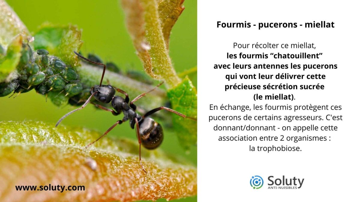 Fourmis - pucerons - miellat