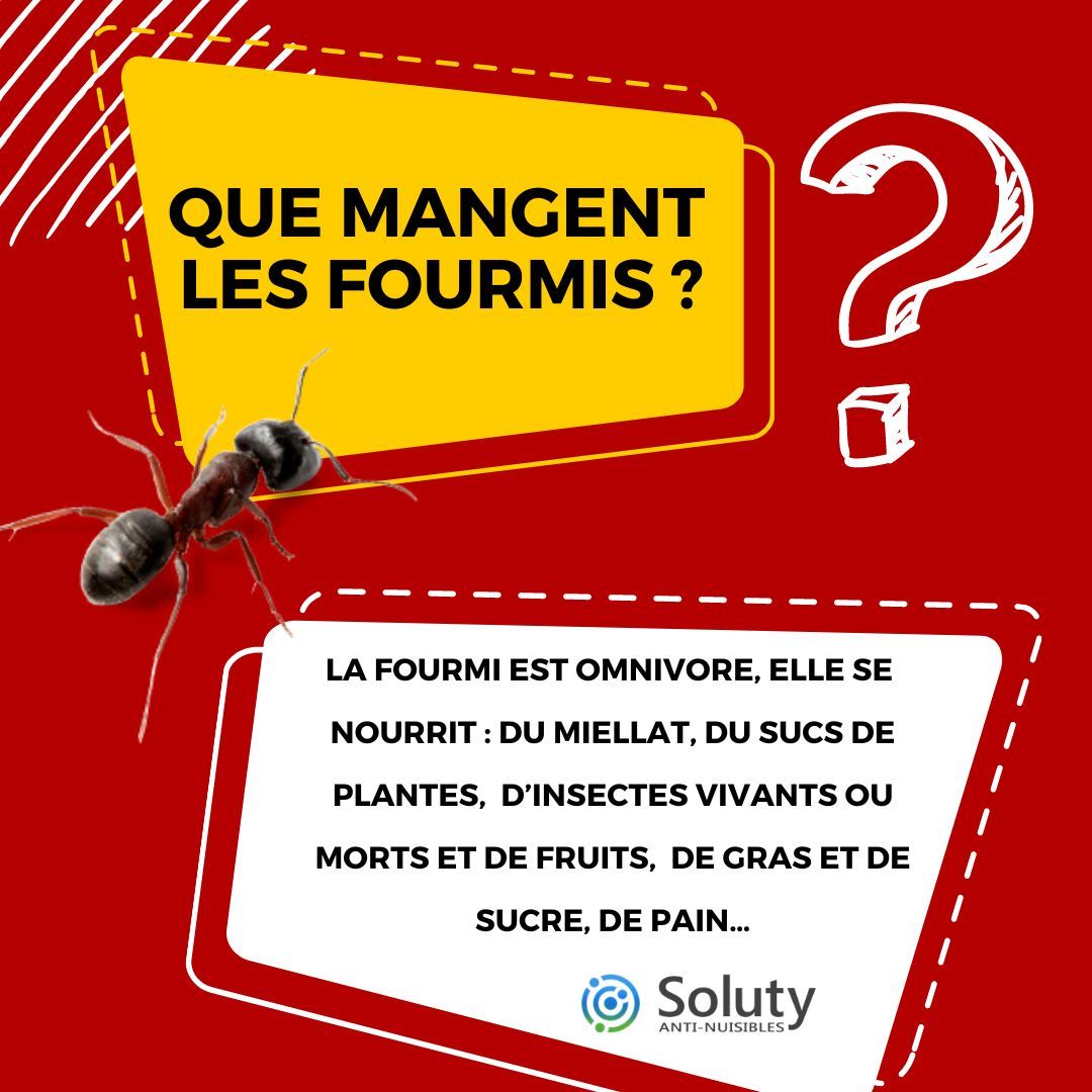 Les fourmis : que mangent les fourmis ?  ?