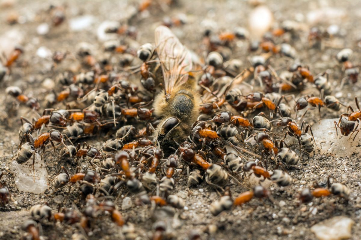 groupe de fourmis qui attaquent un insecte