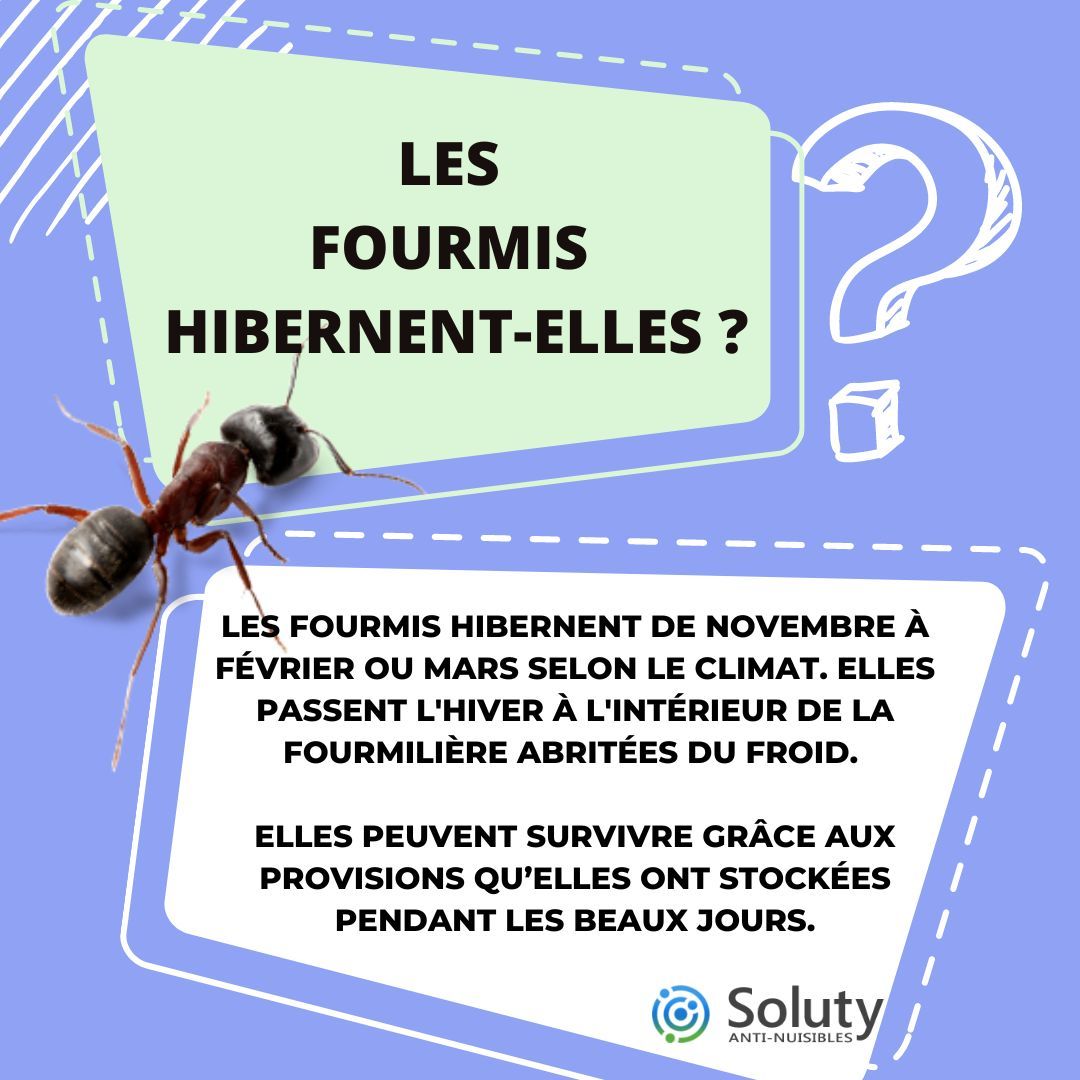 Les fourmis hibernent-elles  ? 