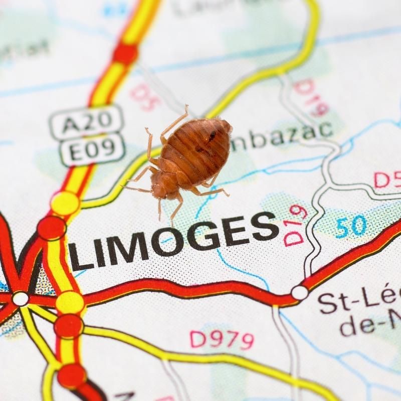 carte de limoges et une punaise de lit