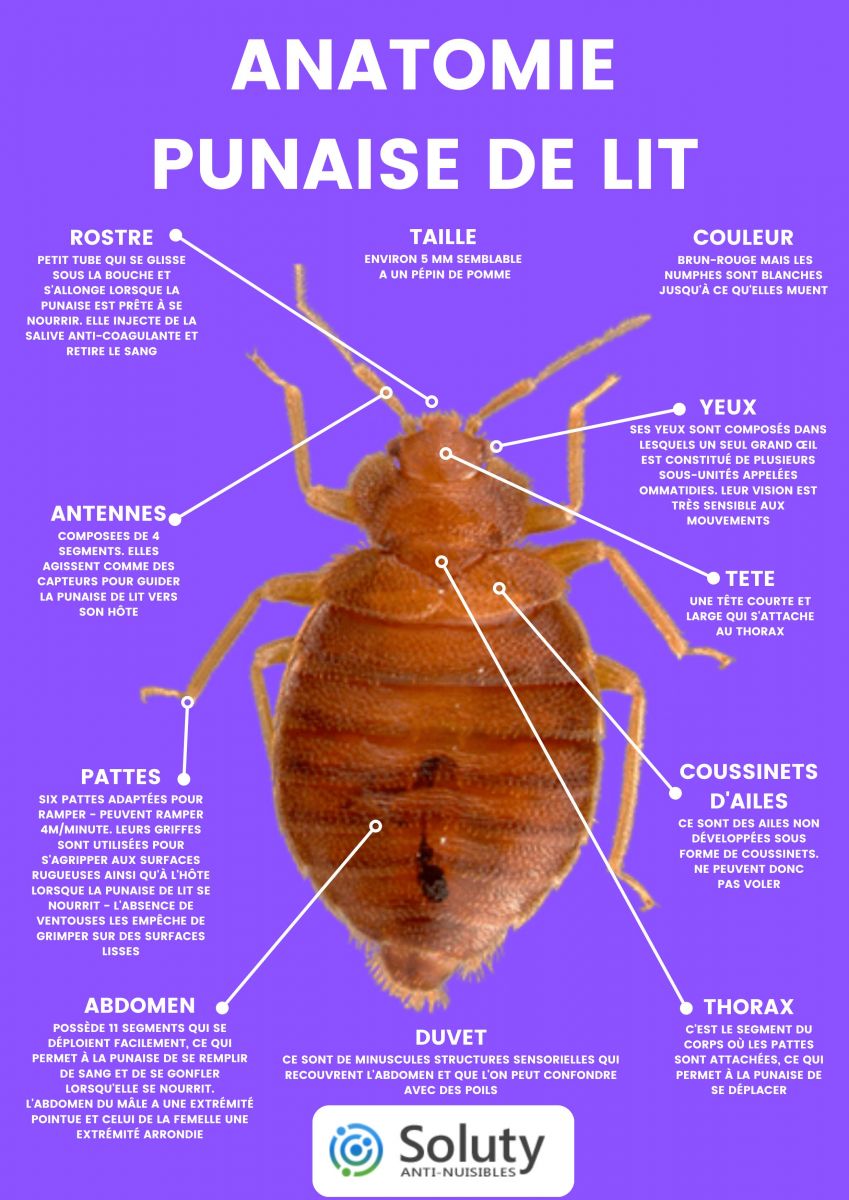 Gros plan sur la punaise de lit