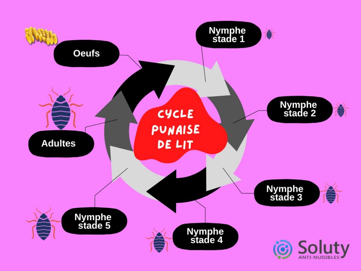 le cycle de vie des punaises de lit hématophages