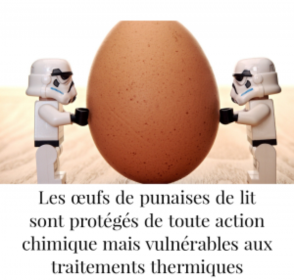 résistance des œufs de punaises de lit aux traitements chimiques