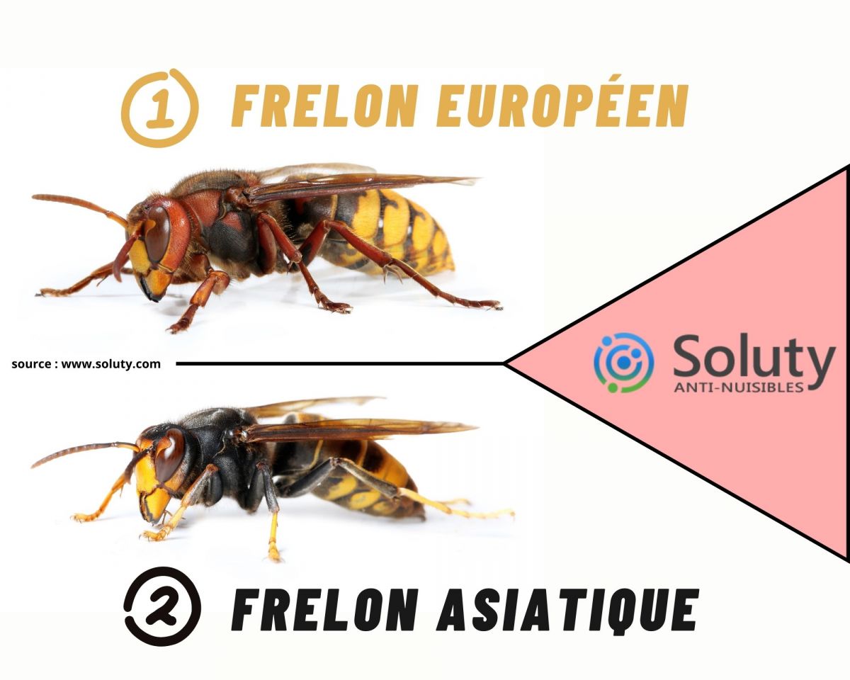 différence entre frelon asiatique et frelon européen