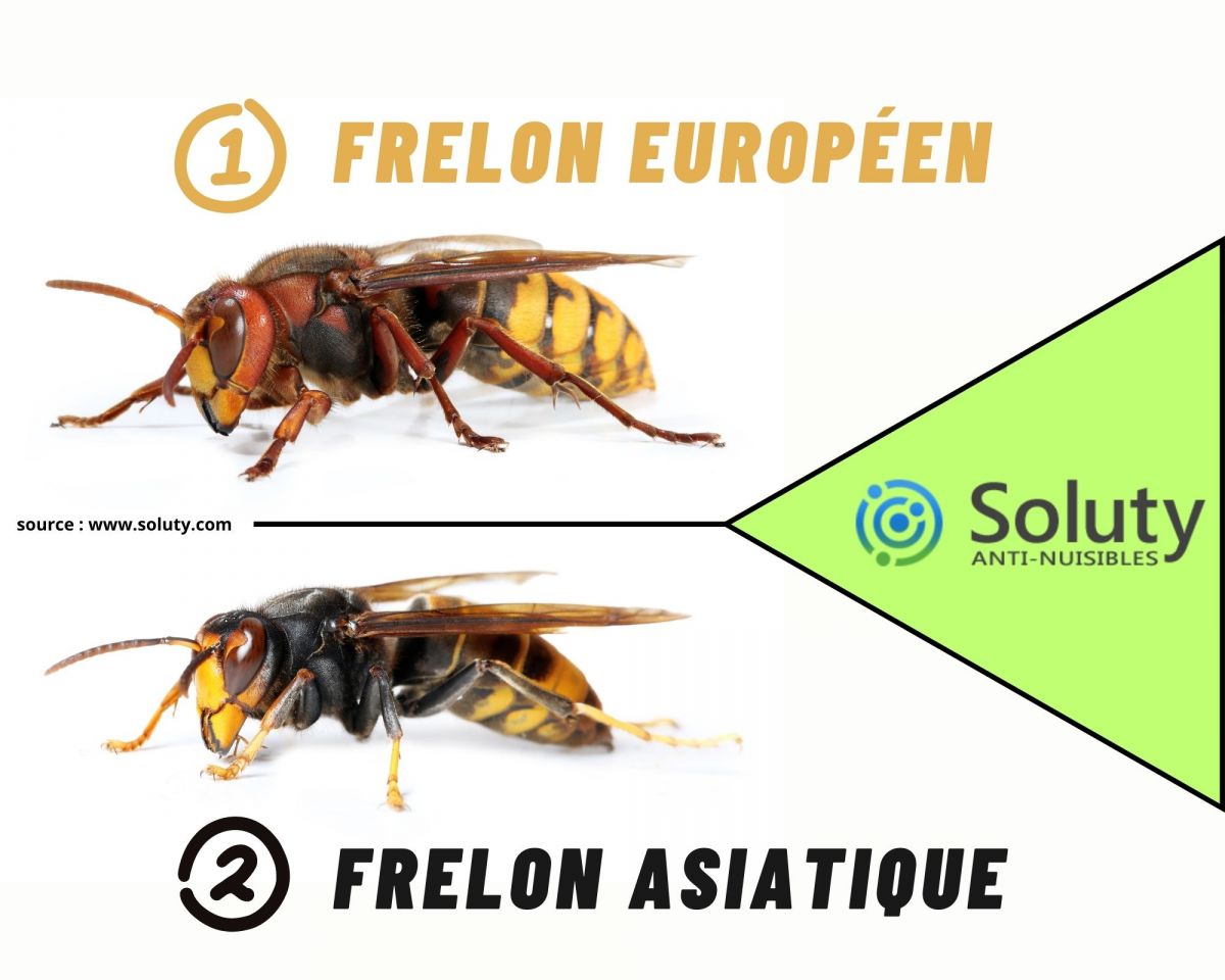 différence entre frelon asiatique et frelon européen