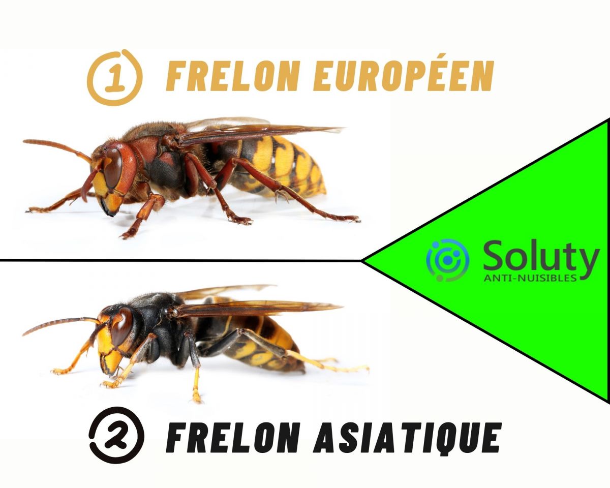 différence entre frelon européen et asiatique