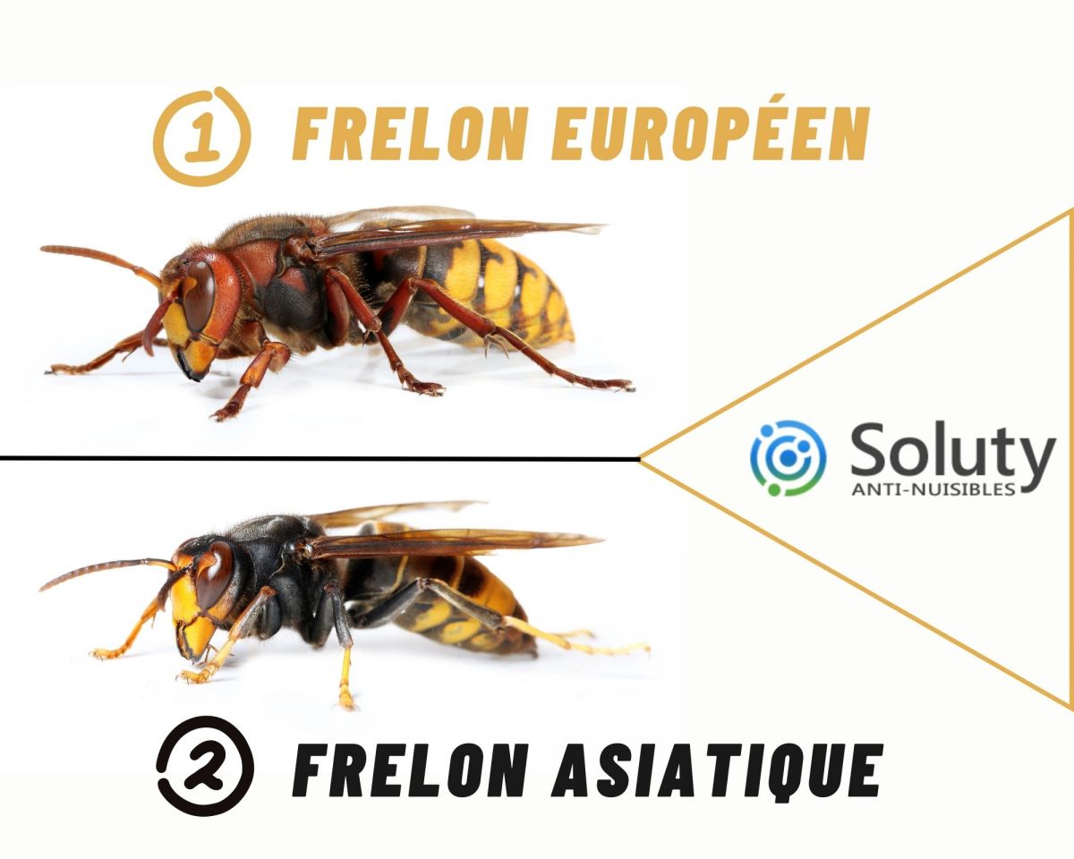 différence entre frelon asiatique et frelon européen