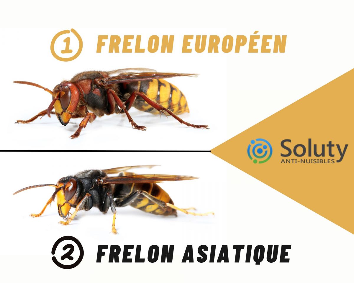 différence entre frelon asiatique et frelon européen