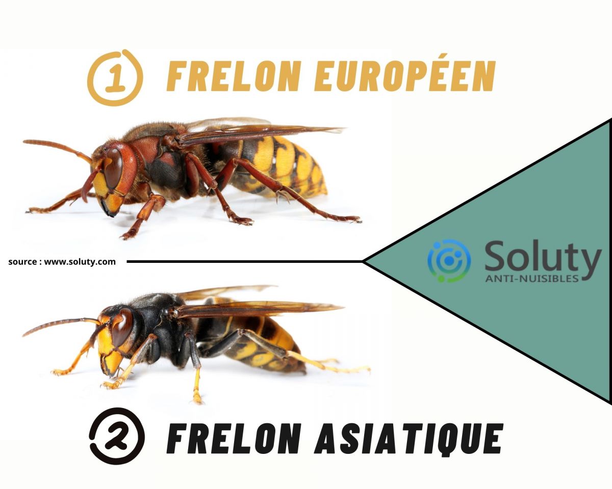 différence entre frelon asiatique et frelon européen