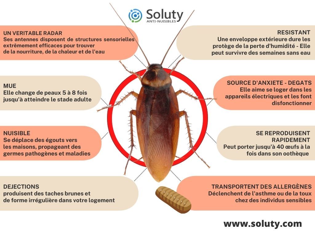 infographie sur les informations générales sur les blattes