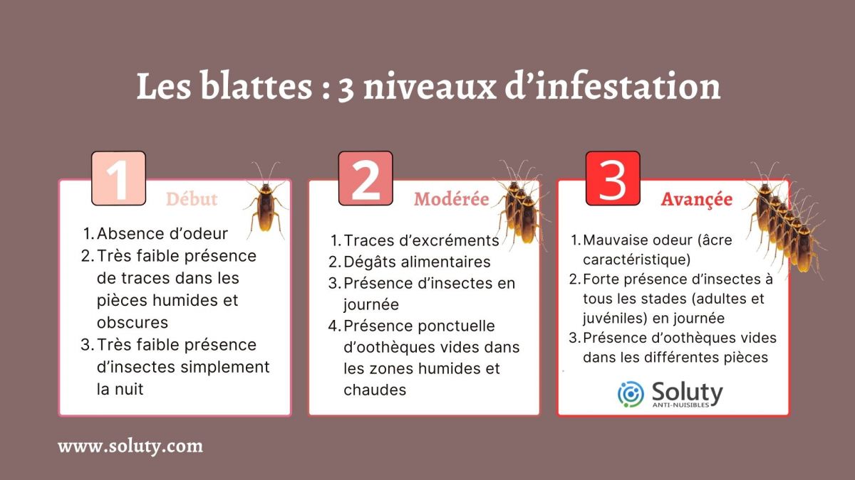 Les différents niveaux d’infestation de blattes cafards chez vous 