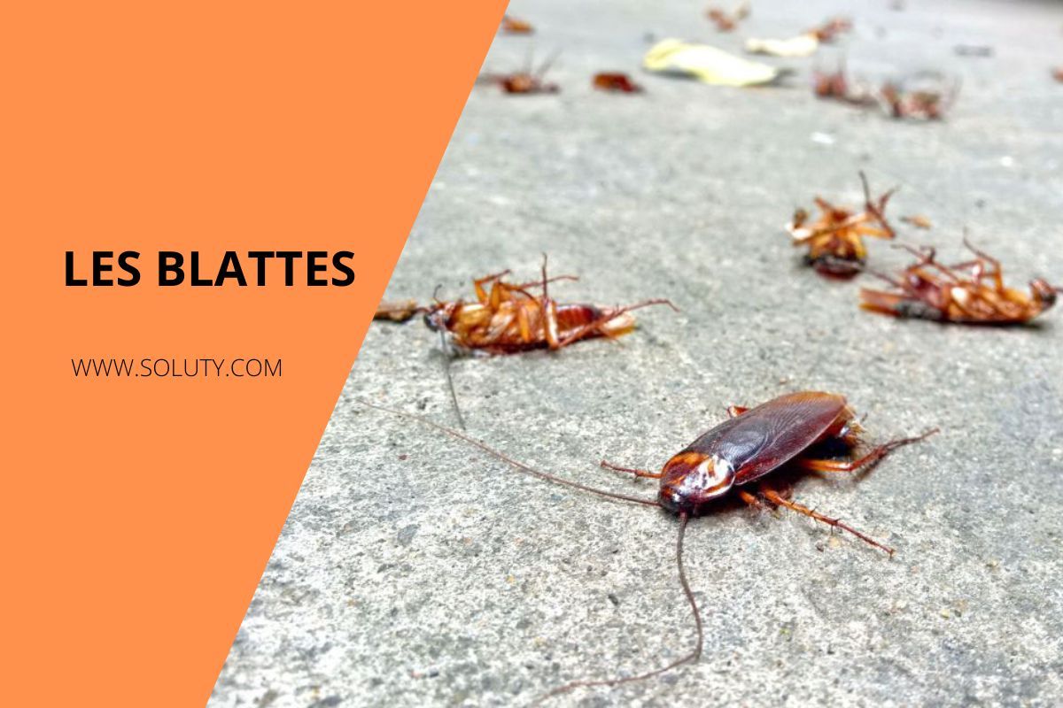 Désinsectisation blattes experts en éradication de cafards SOLUTY