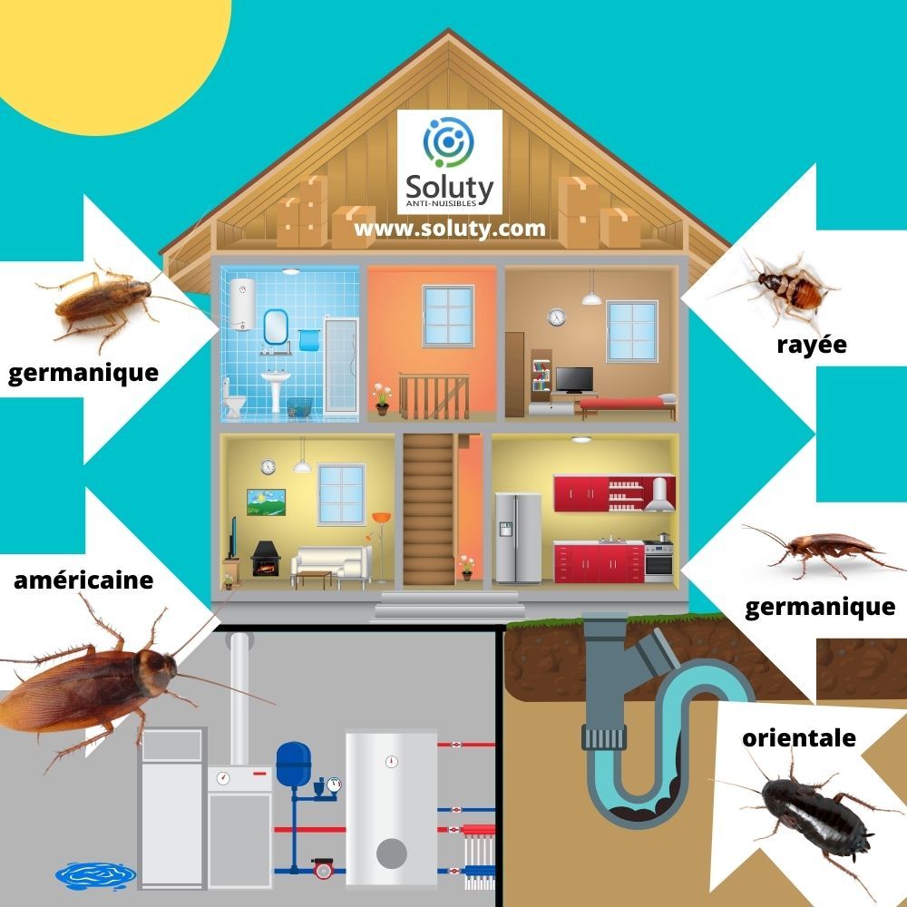 infographie sur les différentes blattes dans un logement 