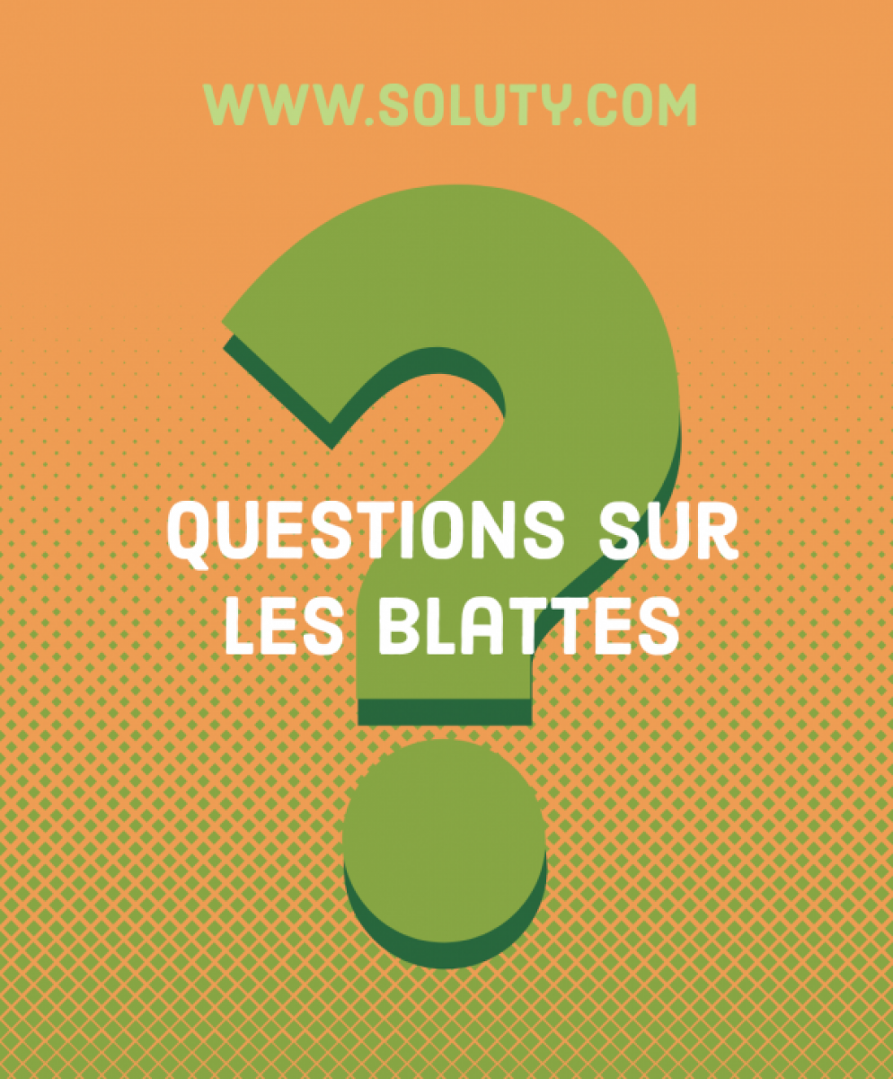 questions réponses sur les cafards