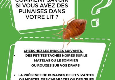 Comment savoir si vous avez des punaises dans votre lit 2