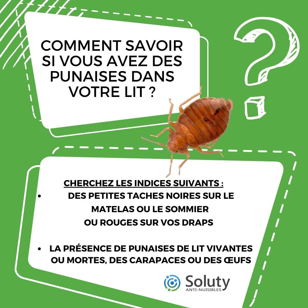 Comment savoir si VOUS AVEZ DES punaises DANS VOTRE lit  ?