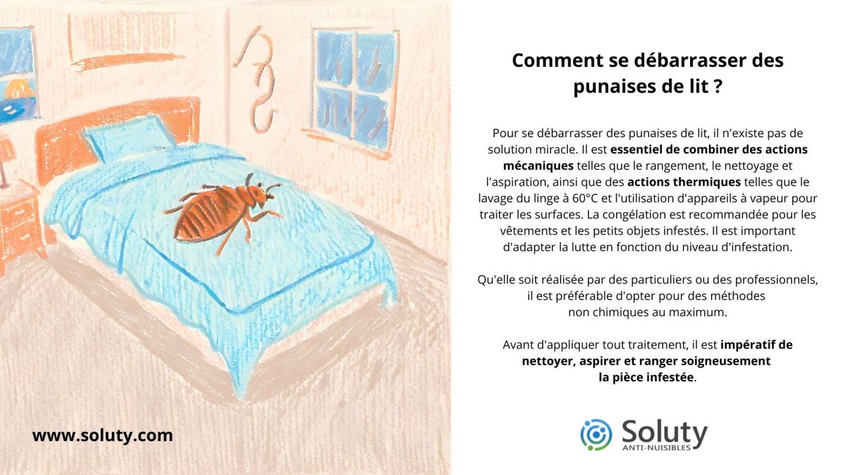 Comment se débarrasser des punaises de lit ?