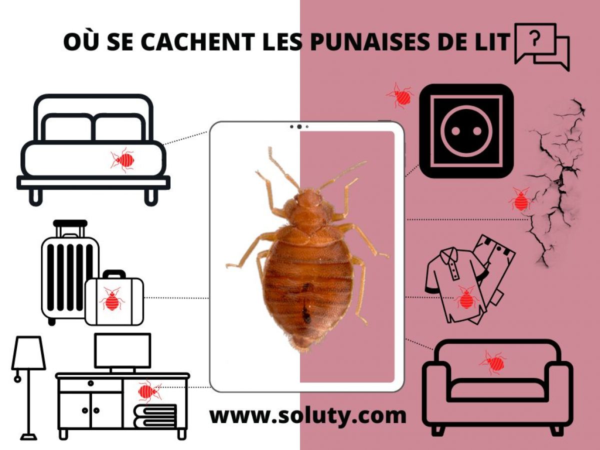 Trouver le nid des punaises de lit Guide pour les détecter SOLUTY