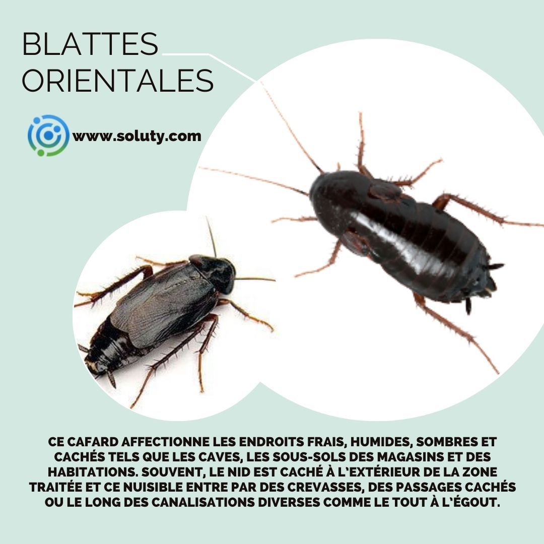 La blatte orientale ou Blatta orientalis