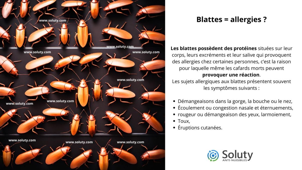 Les maladies susceptibles d’être transmises par les blattes à Brest (29)