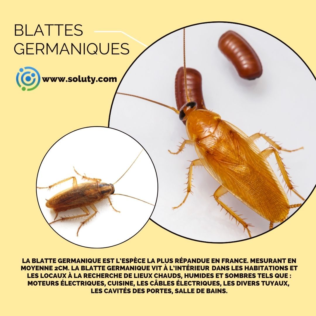 CAFARD ET BLATTE