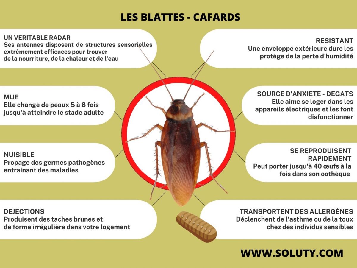 Infos + sur le cafard