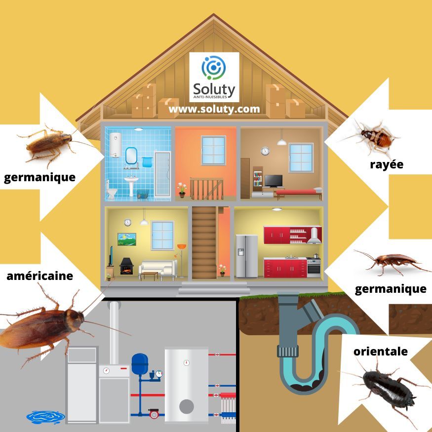 La blatte germanique la blatte orientale la blatte rayée la blatte américaine