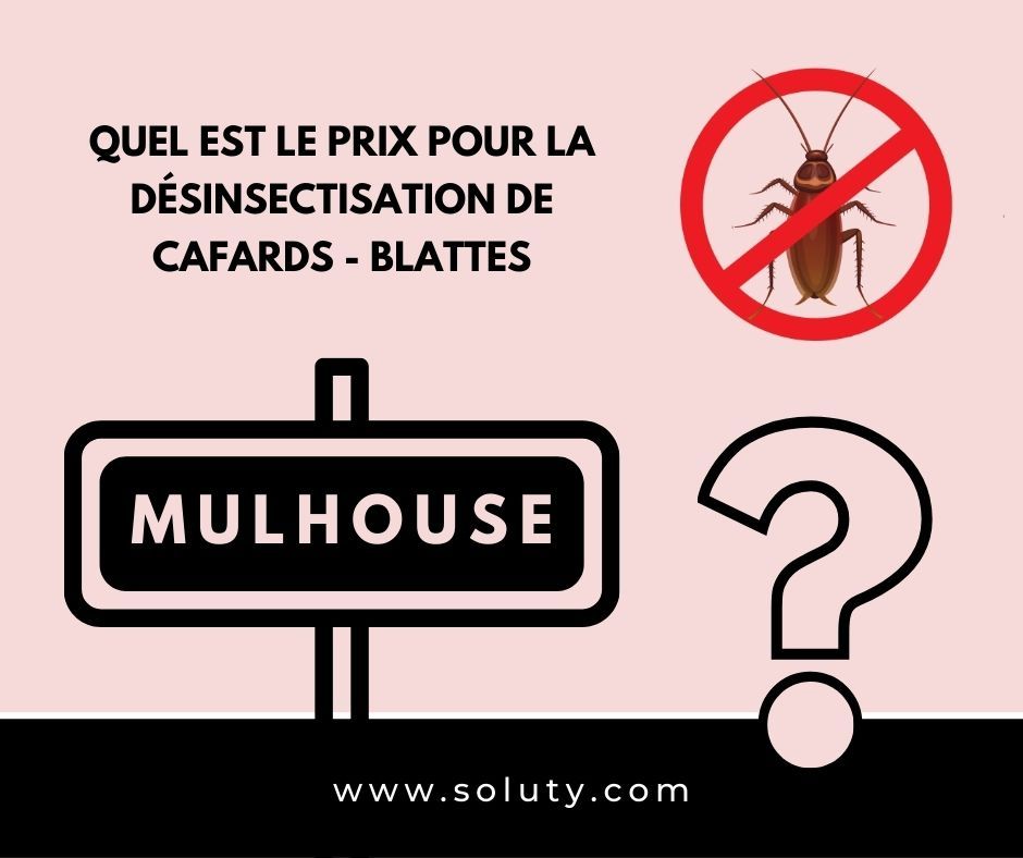 TARIFS : MULHOUSE quel est le prix pour la destruction de cafards blattes ?